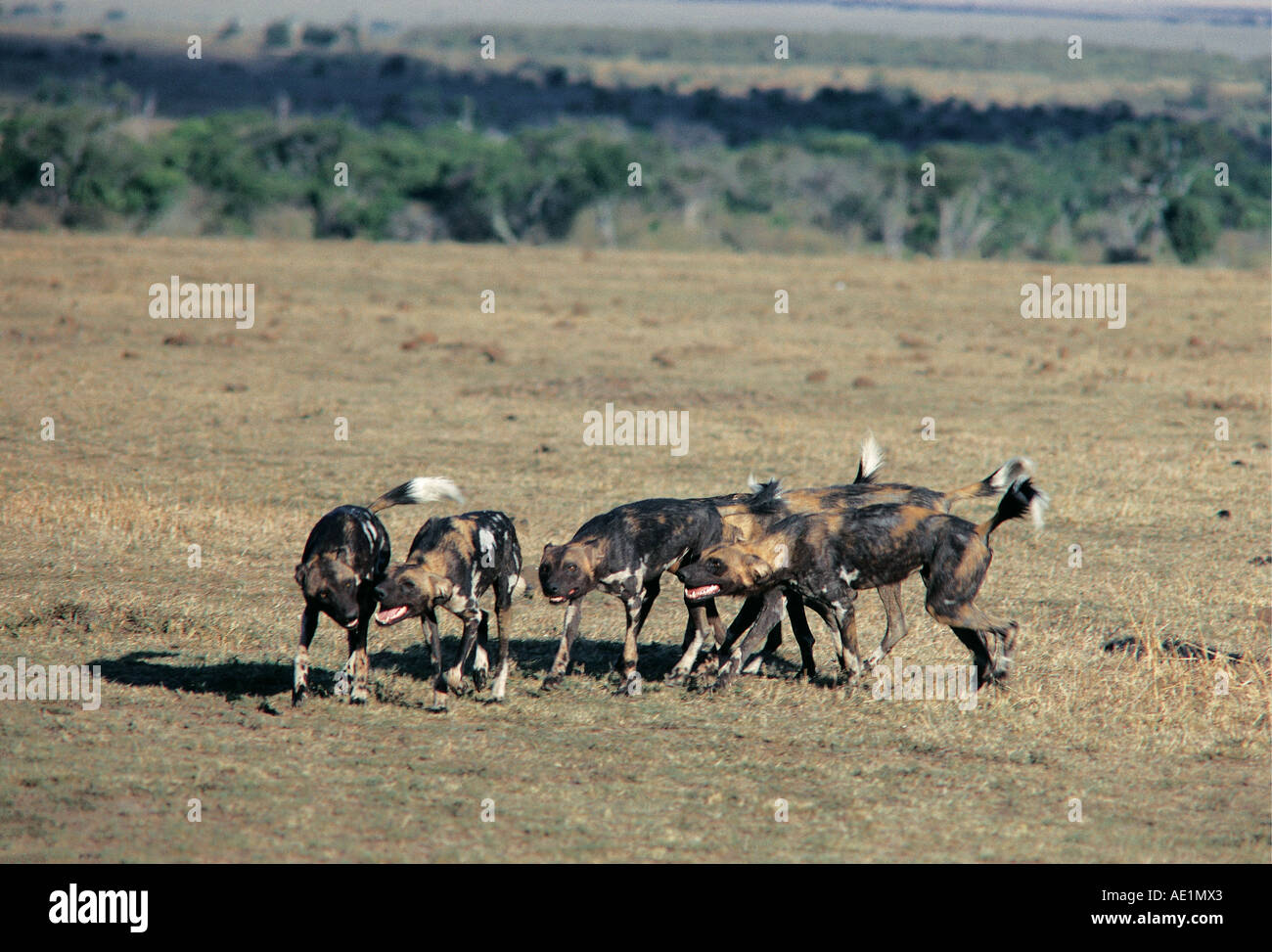 Les chiens sauvages africains saluent avant une chasse Masai Mara National Reserve Kenya Afrique de l'Est Banque D'Images