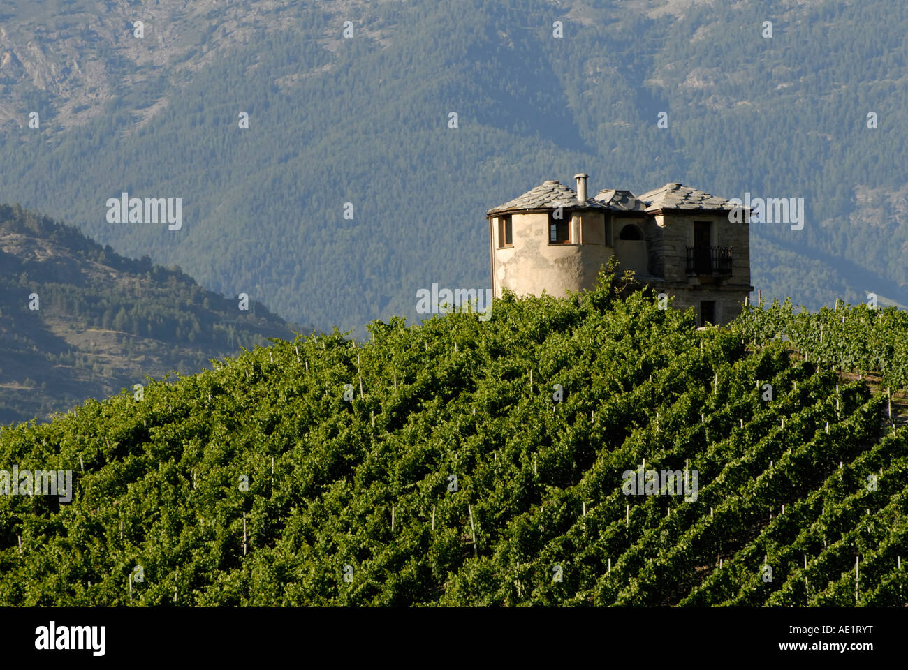 Vignobles et construire avec la lumière de fin d'après-midi, Val d'aoste, Italie Banque D'Images