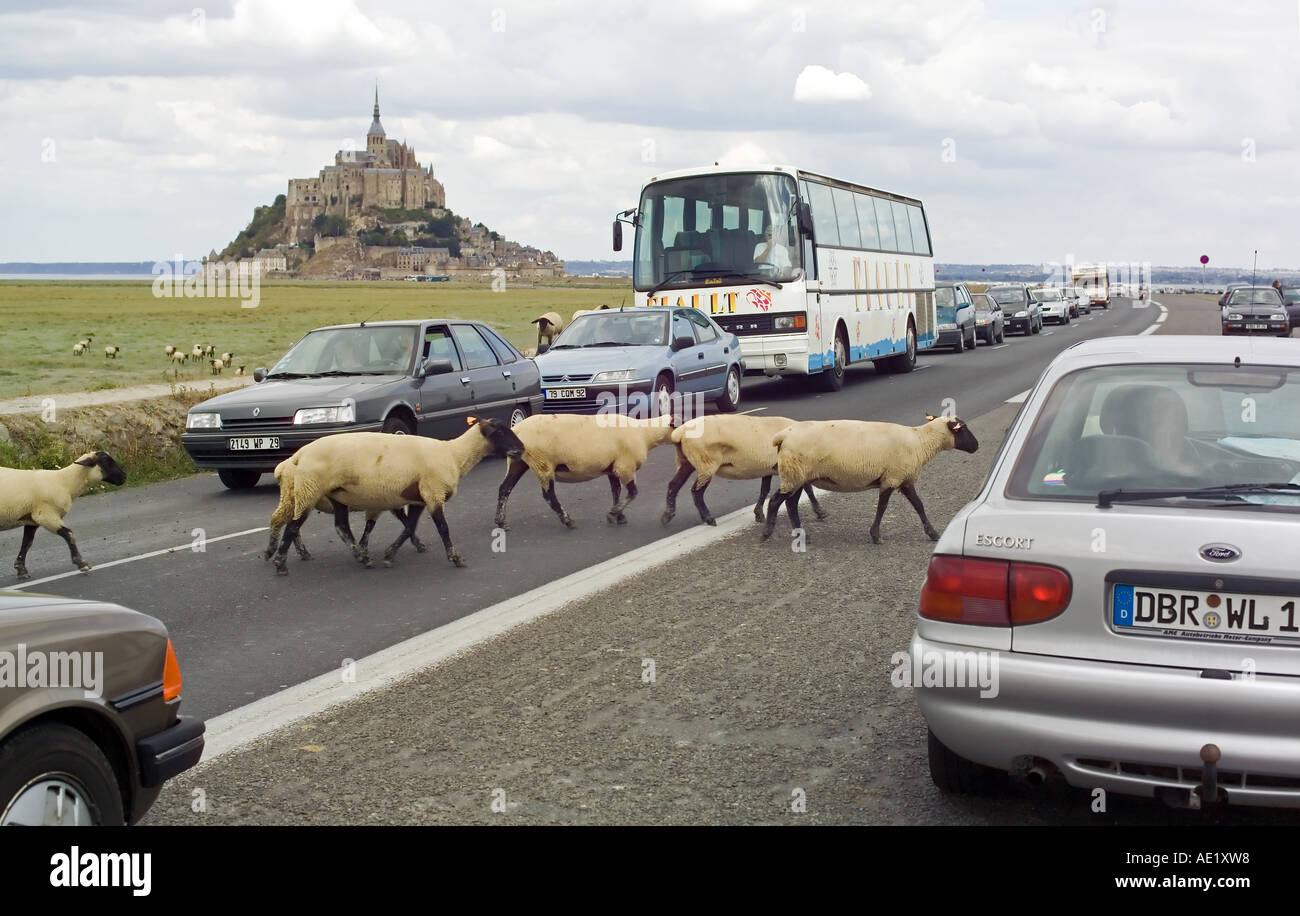 Passage des moutons et blocage de la circulation automobile sur la route du Mont St-Michel Mont Normandie France Europe Banque D'Images