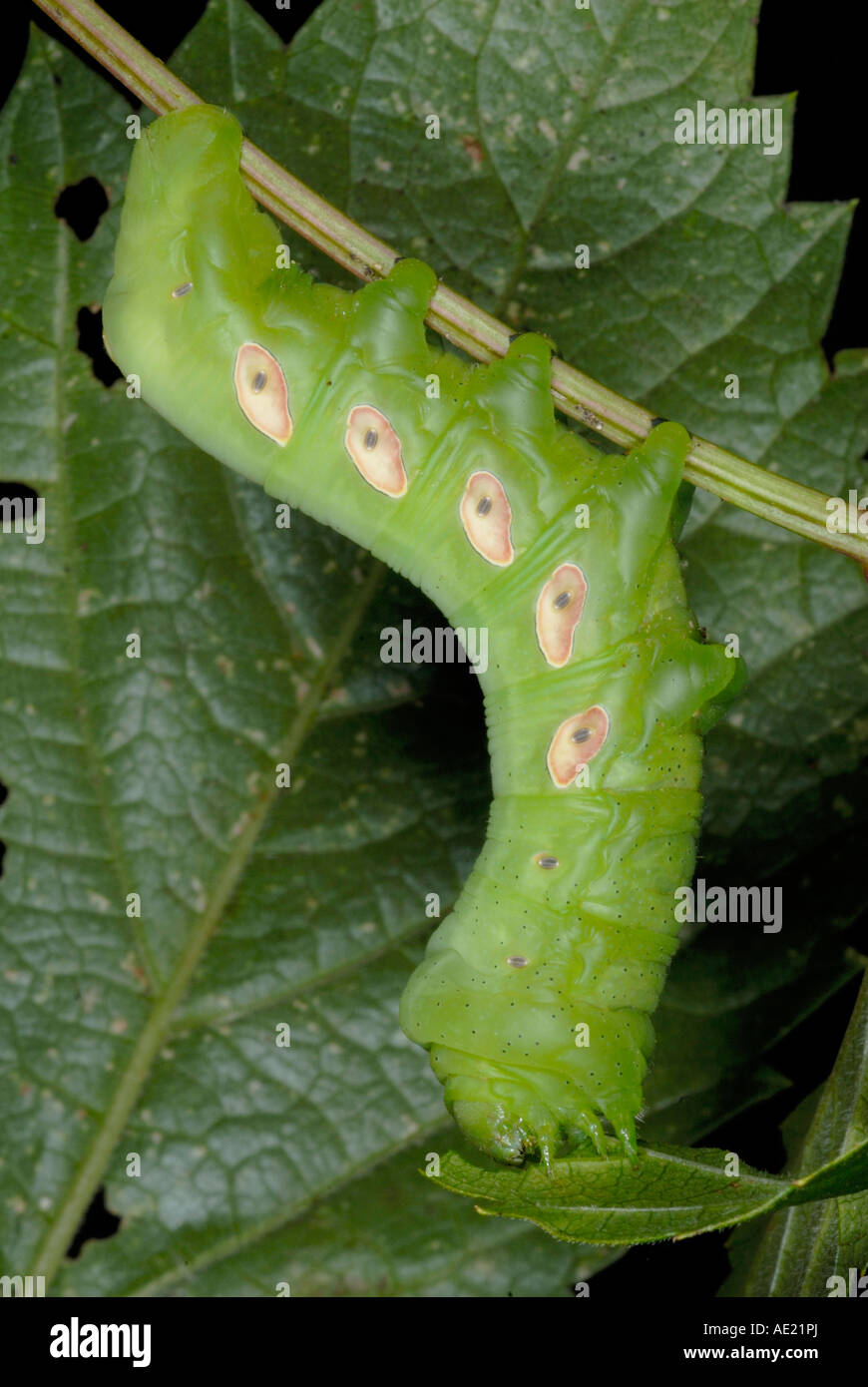 Pandorus sphinx moth chenille dernier stade sur Virginia creeper Banque D'Images