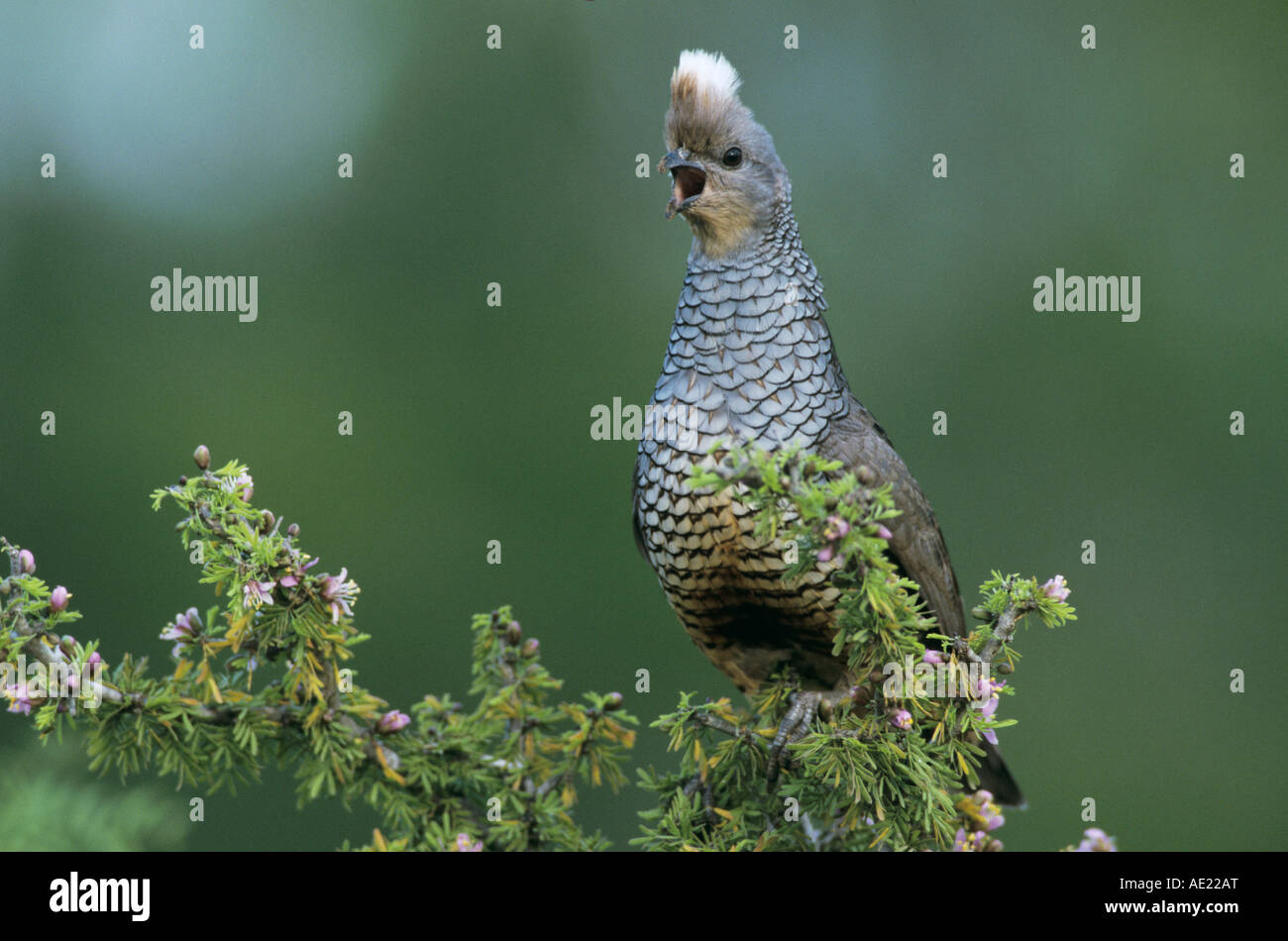 Cailles à l'échelle Callipepla squamata appelant adultes en butinant de Guaiacum Guayacan angustifolium Starr County Vallée du Rio Grande au Texas Banque D'Images