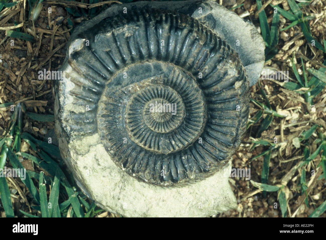 Ammonite fossile Banque D'Images