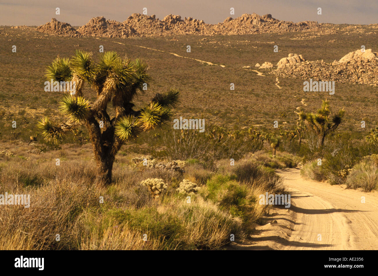 Californie Le parc national Joshua Tree Joshua Tree Yucca brevifolia le long de la route la Banque D'Images