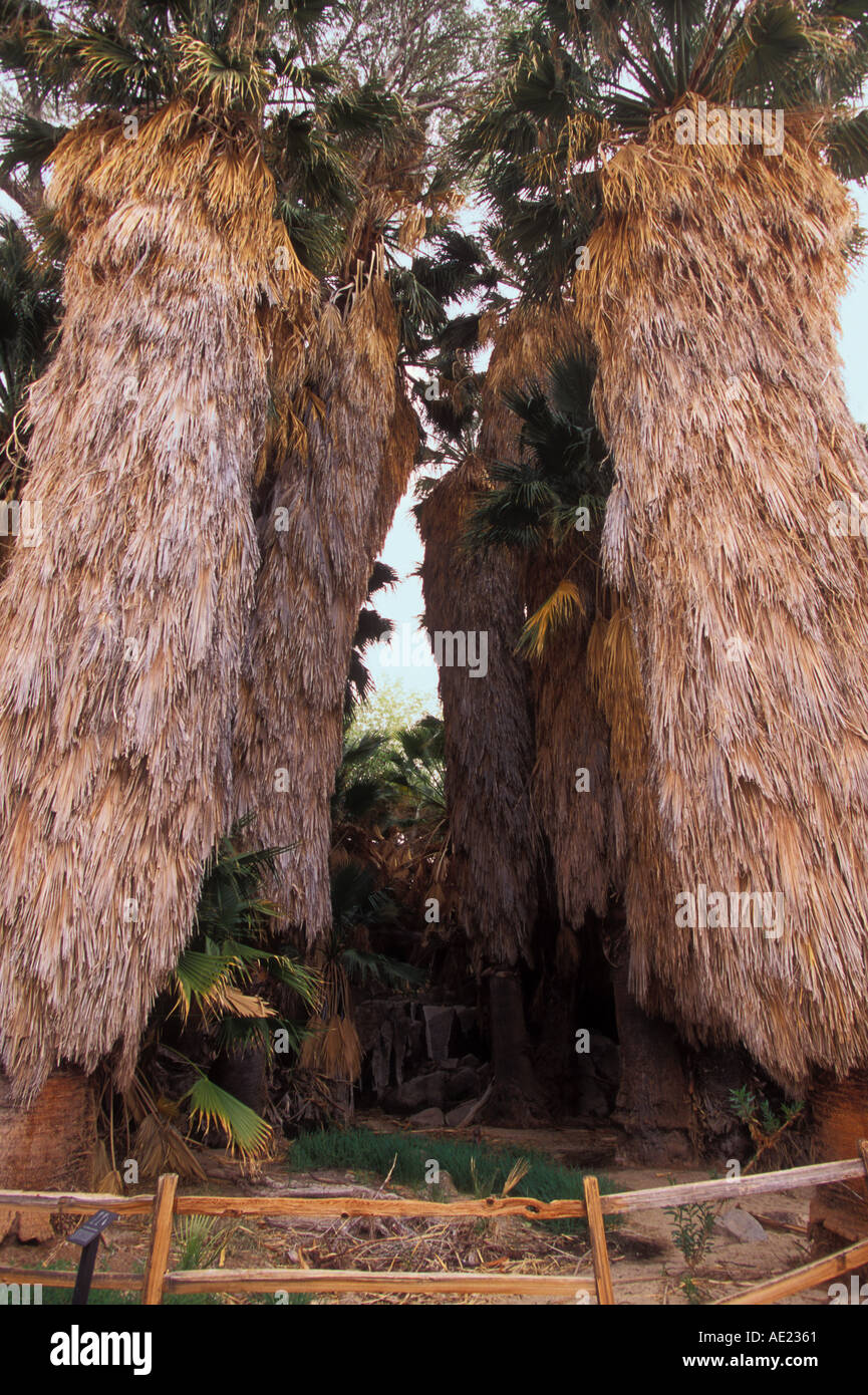 Californie Le parc national Joshua Tree Sentier Nature Printemps Cottonwood oasis palm Banque D'Images
