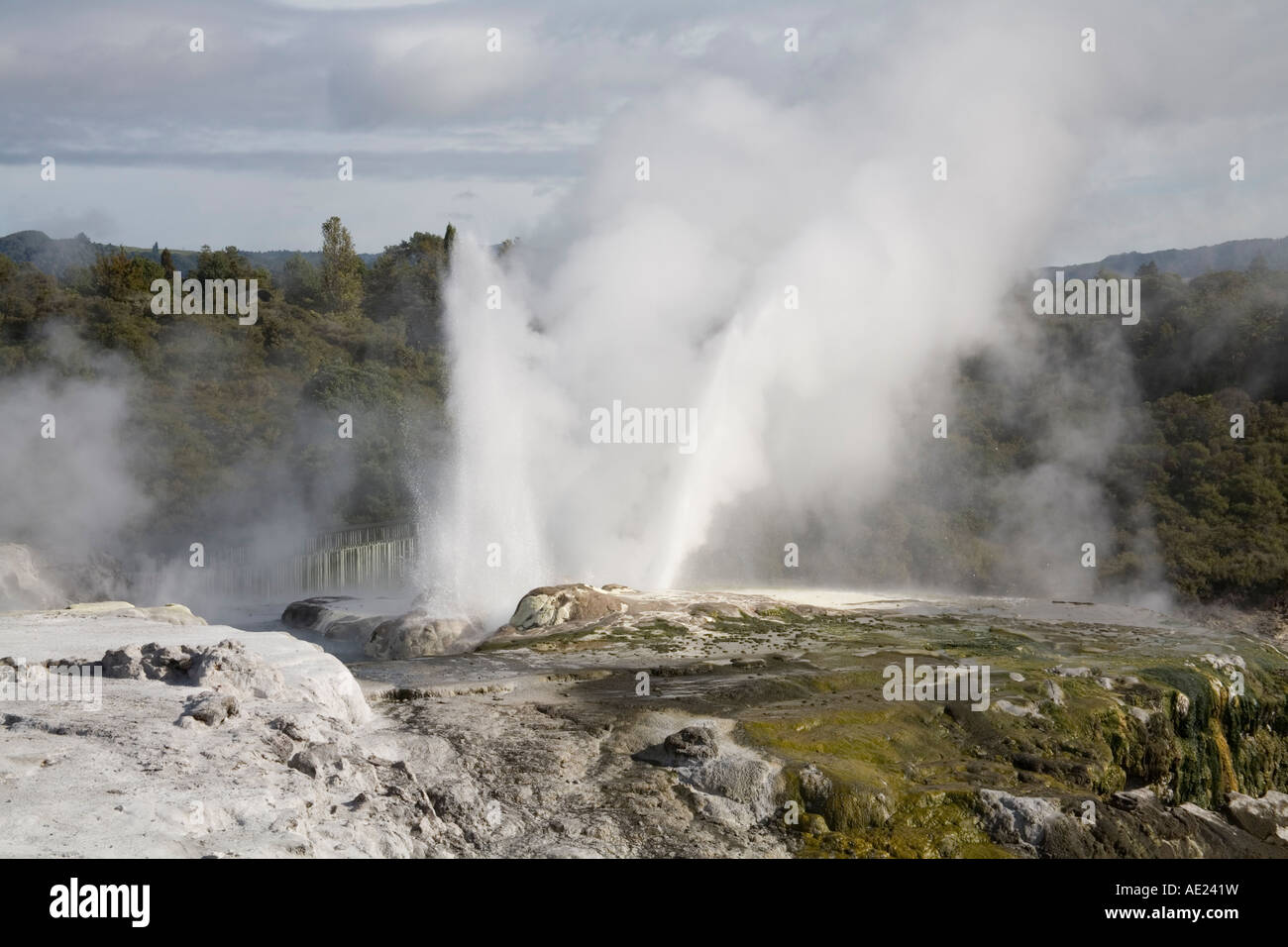 TE PUIA ROTORUA NOUVELLE ZÉLANDE l'île du nord de la vapeur chaude peut s'élevant du Prince de Galles et geysers Pohutu domaine de l'activité géothermique Banque D'Images