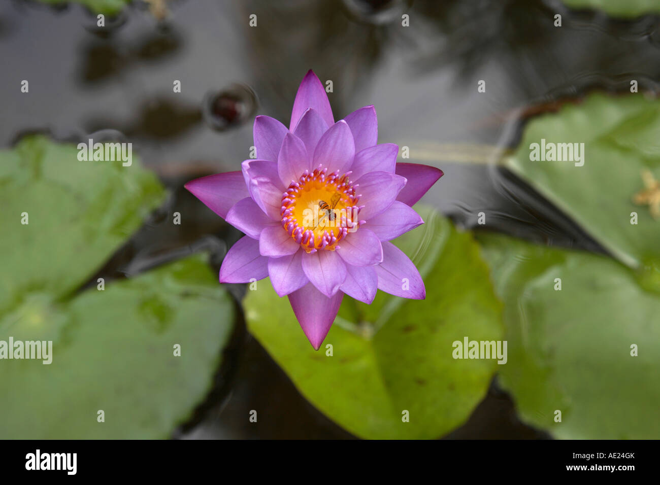 Vue de dessus de voilet lotus. Banque D'Images