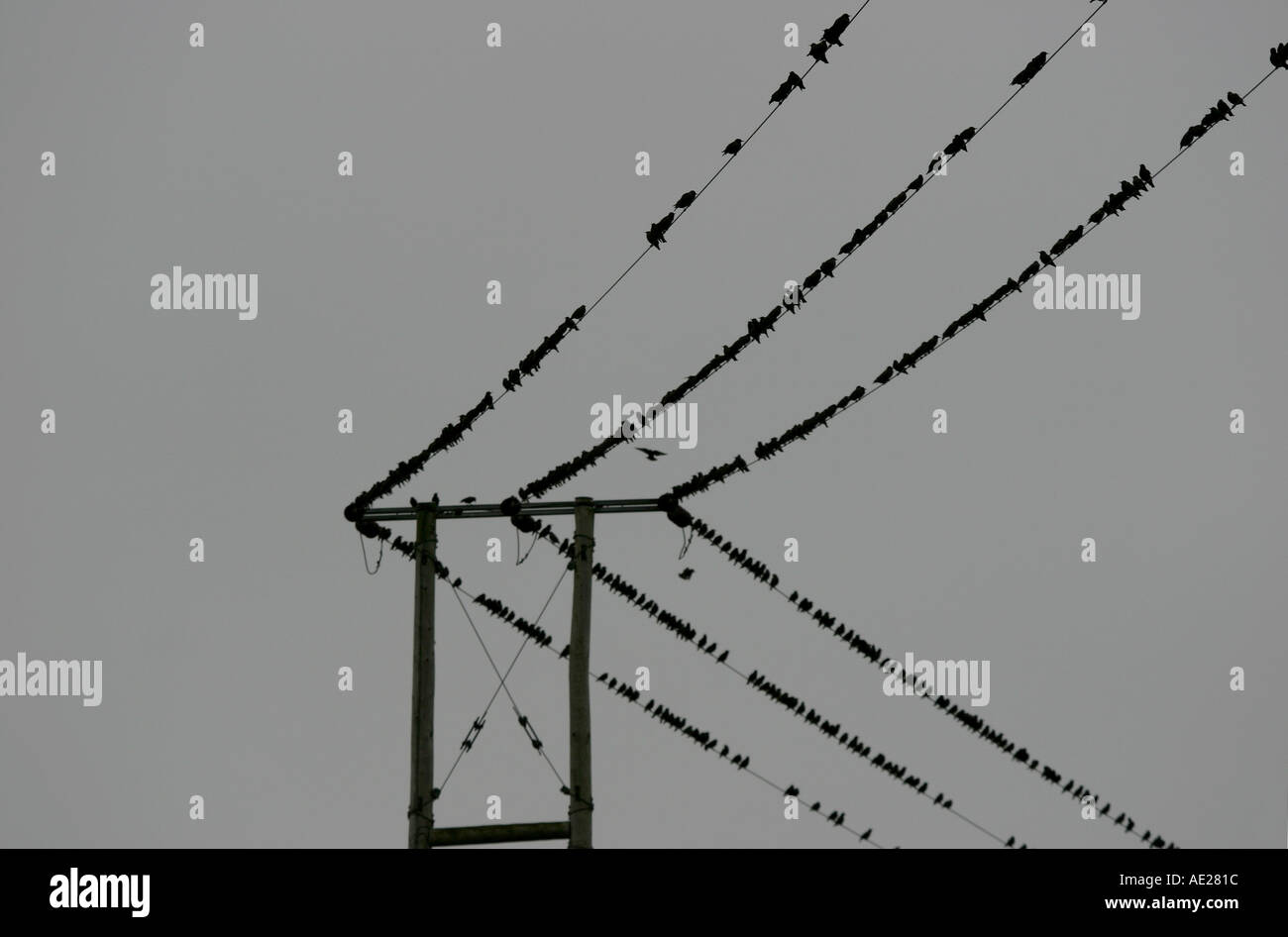 Oiseaux sur un fil Banque D'Images