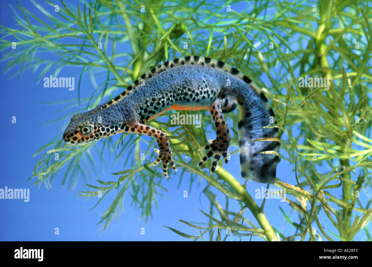 Sous l'eau Newt assis dans une usine d'eau Mesotriton alpestris Banque D'Images