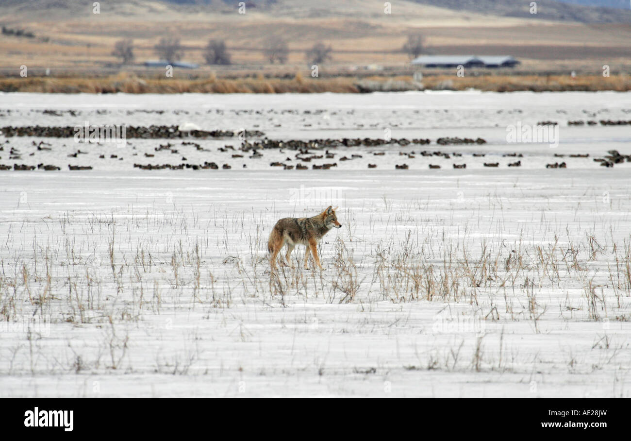 Seul Coyote sur la glace du lac gelé pour la sauvagine chasse Banque D'Images