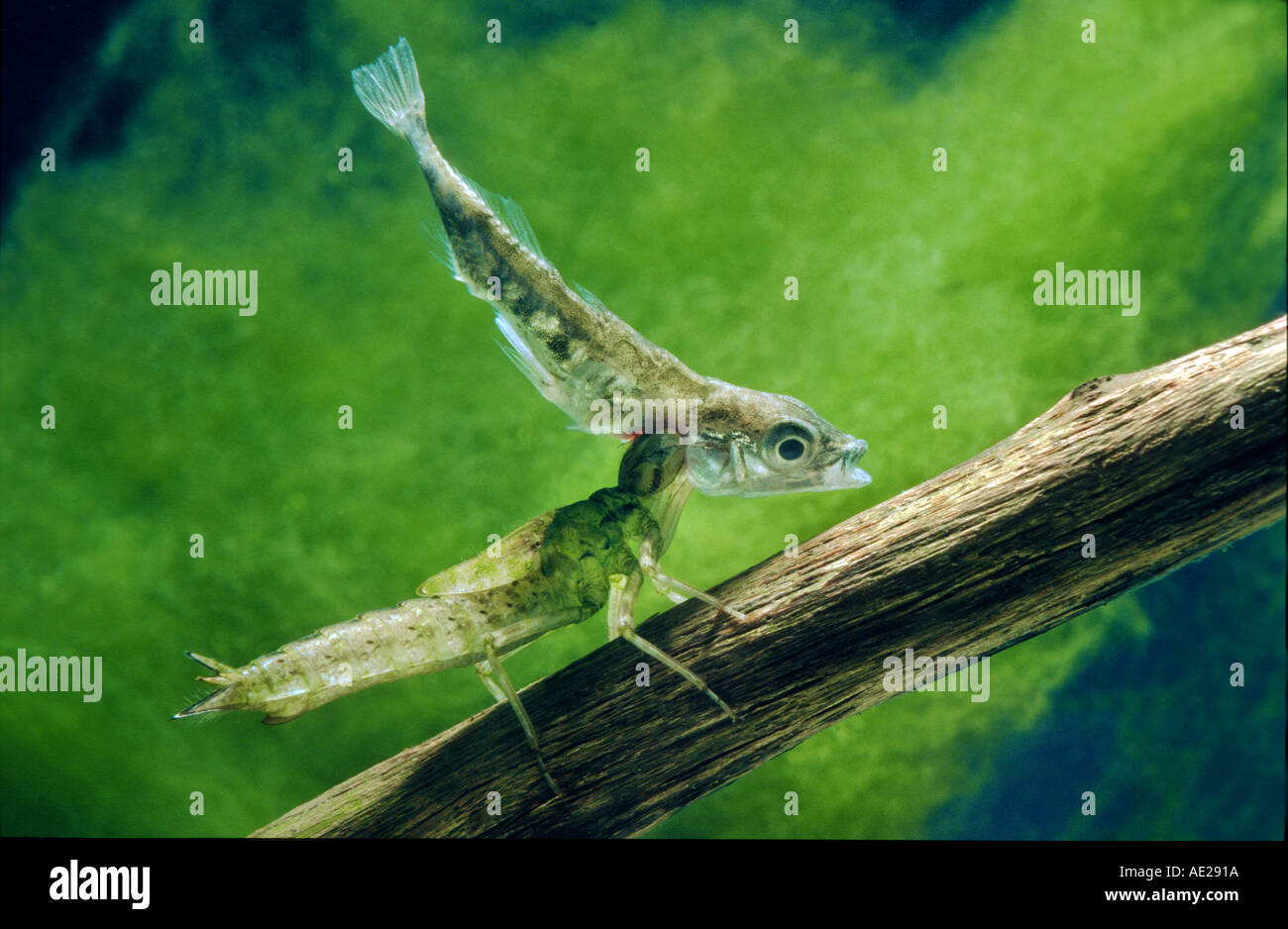 Larve dragon fly a attrapé un poisson épinoche Mosaikjungfer AESHNIDAE Aeshna cyanea libellules libellules mangent de la nourriture Banque D'Images
