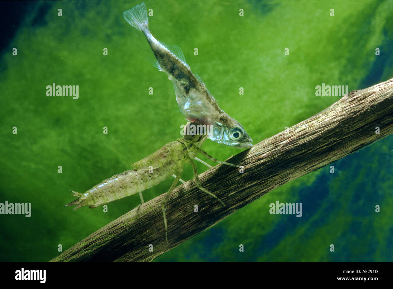 Larve dragon fly a attrapé un poisson épinoche Mosaikjungfer AESHNIDAE Aeshna cyanea hawker Sud Libellules libellules Banque D'Images