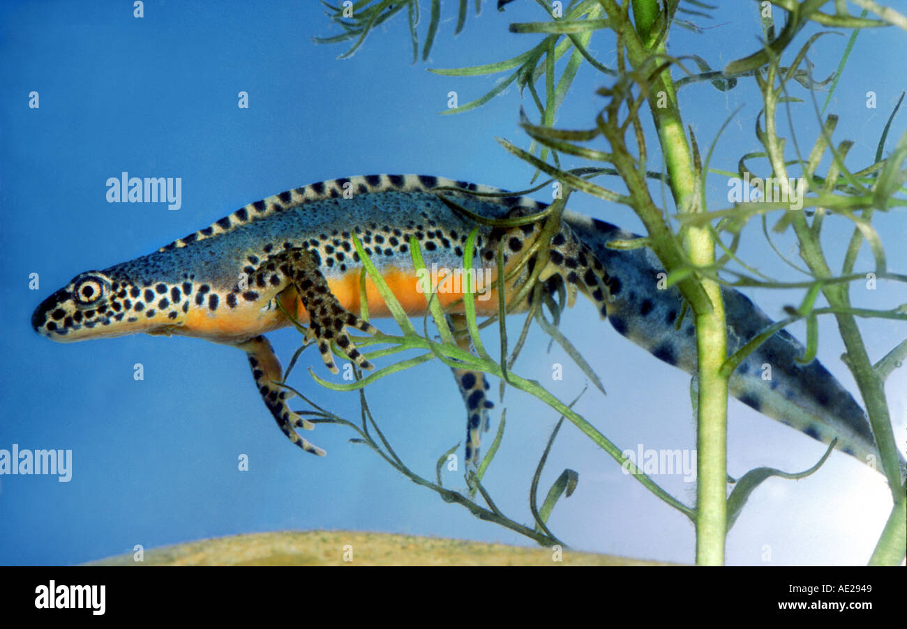 Sous l'eau Newt assis dans une usine d'eau Mesotriton alpestris Banque D'Images