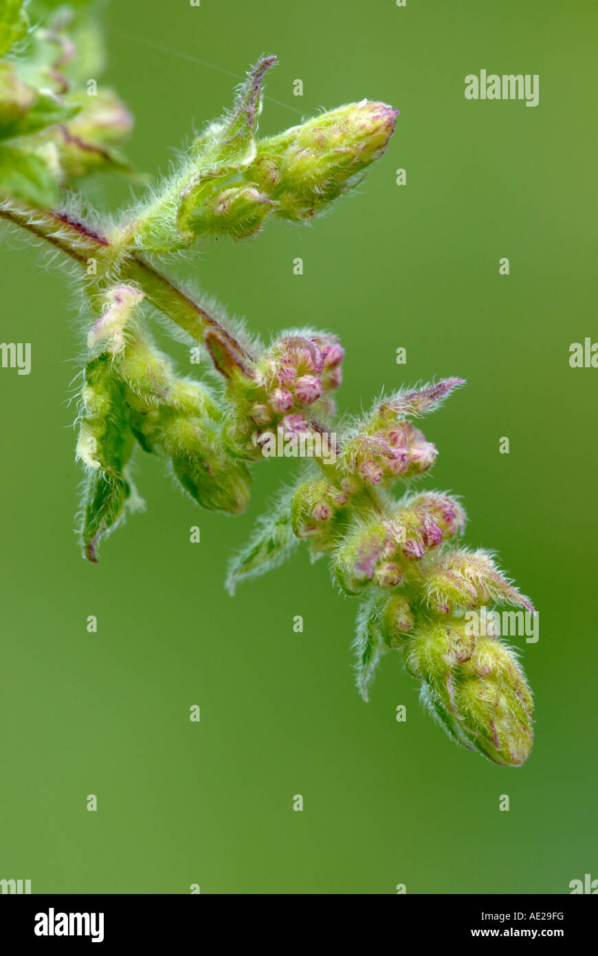 Ananas fleurs de menthe, Mentha sp Banque D'Images