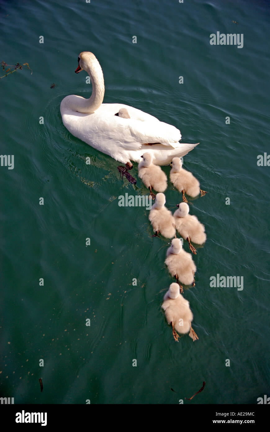 Avec les bébés cygnes adultes natation dans le lac Huron, à Lexington au Michigan Banque D'Images