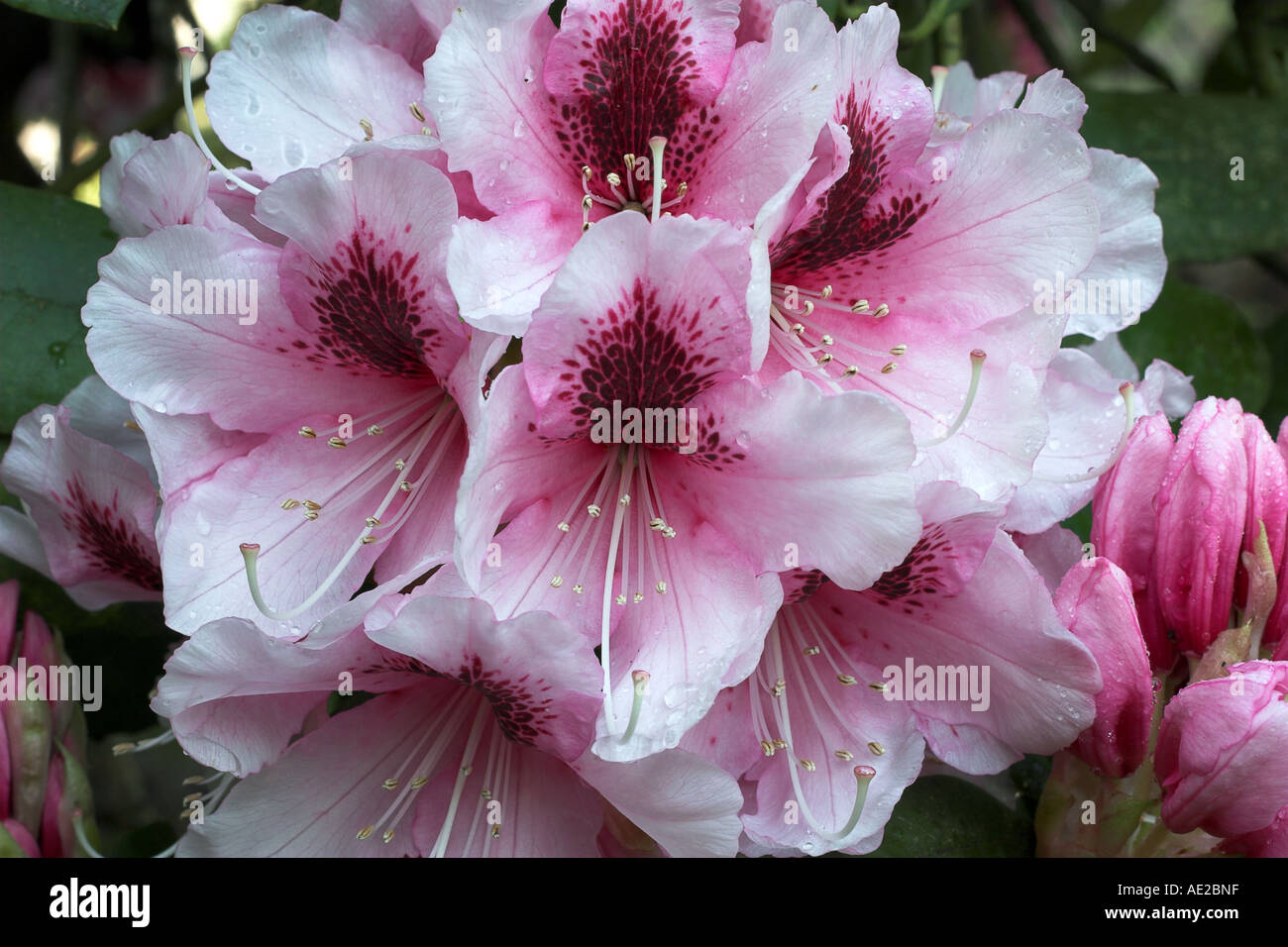 Rhododendron rose Banque D'Images