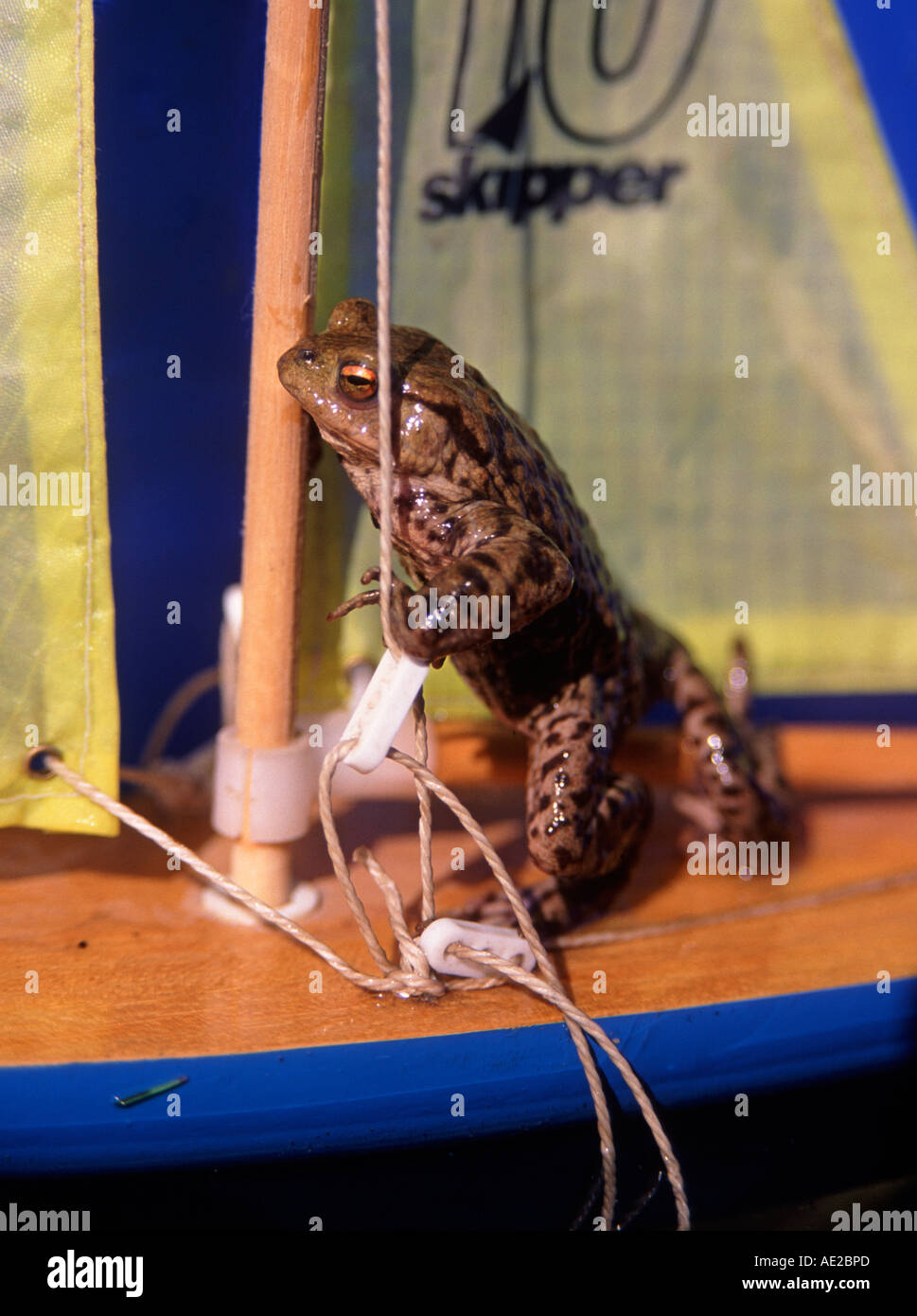 Un jouet à grenouille bateau à voile avec voiles jaune Banque D'Images