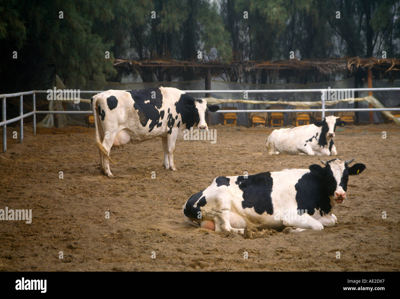 Koweït Wafra vaches ferme intégrée Banque D'Images