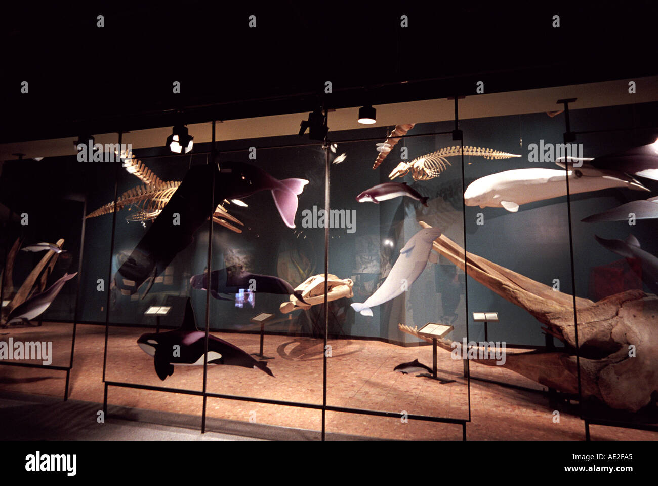 Affichage de différents types de baleines dans le Musée de Saint John New Brunswick Canada Banque D'Images