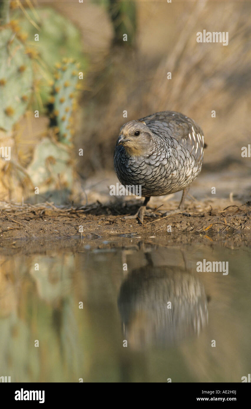 Cailles à l'échelle Callipepla squamata adulte à l'étang de boire Starr County Vallée du Rio Grande au Texas USA Mai 2002 Banque D'Images