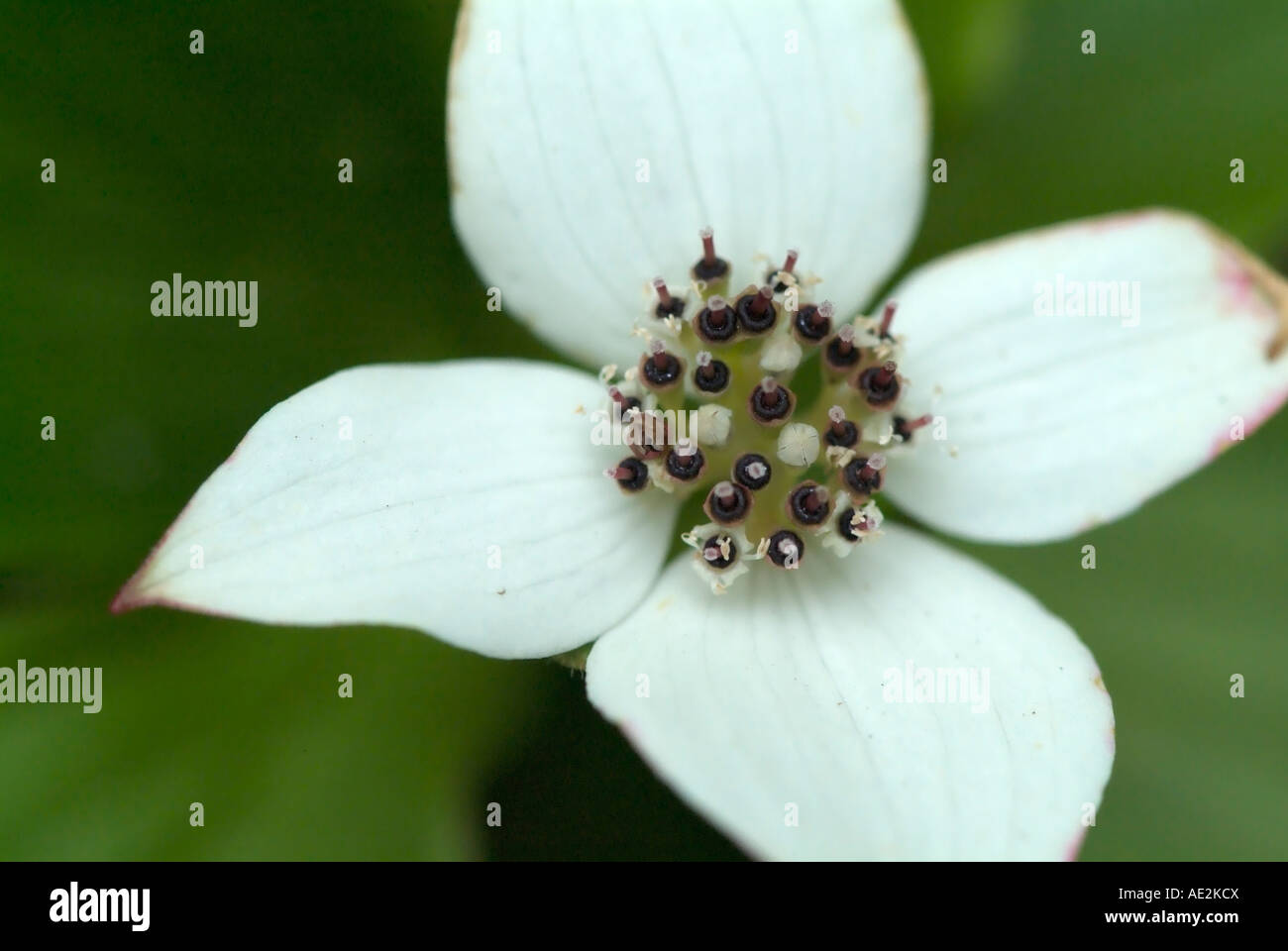 -Le cornouiller du Canada Cornus canadensis cornouiller - Banque D'Images