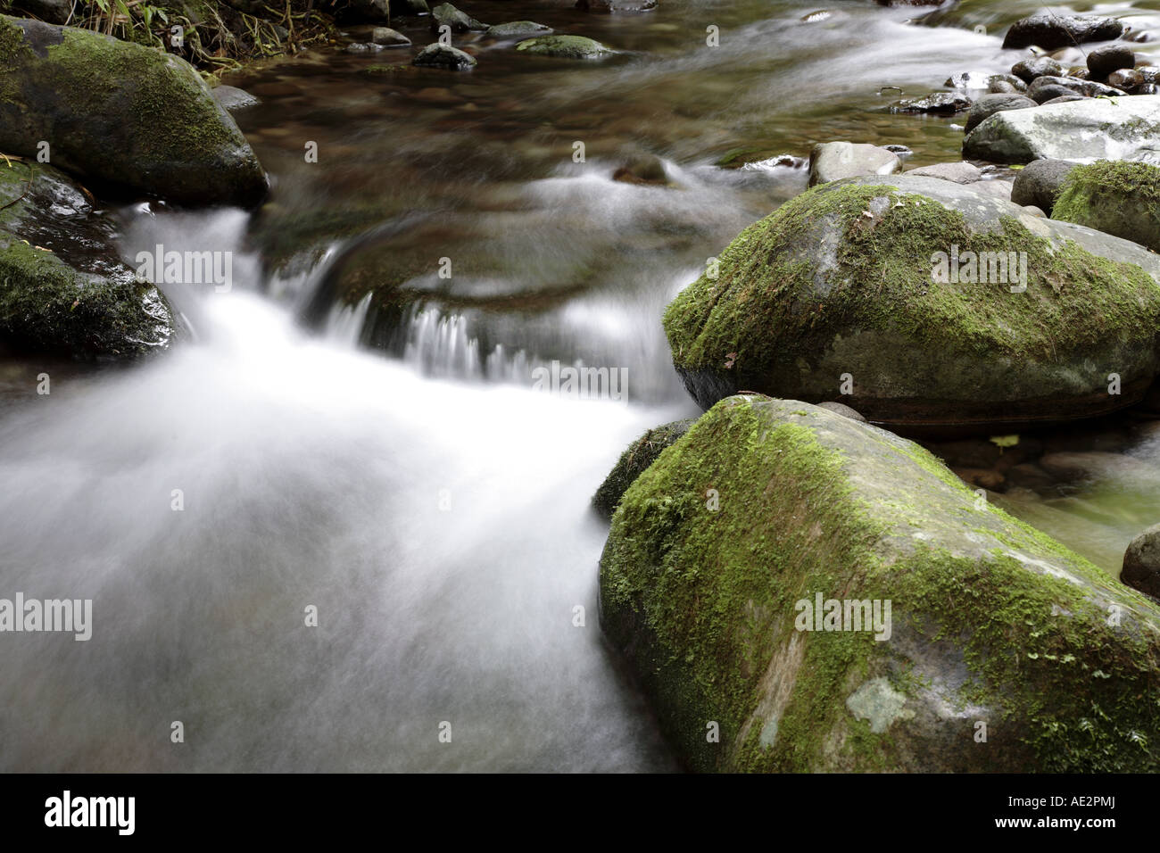 Ruisseau de montagne Banque D'Images