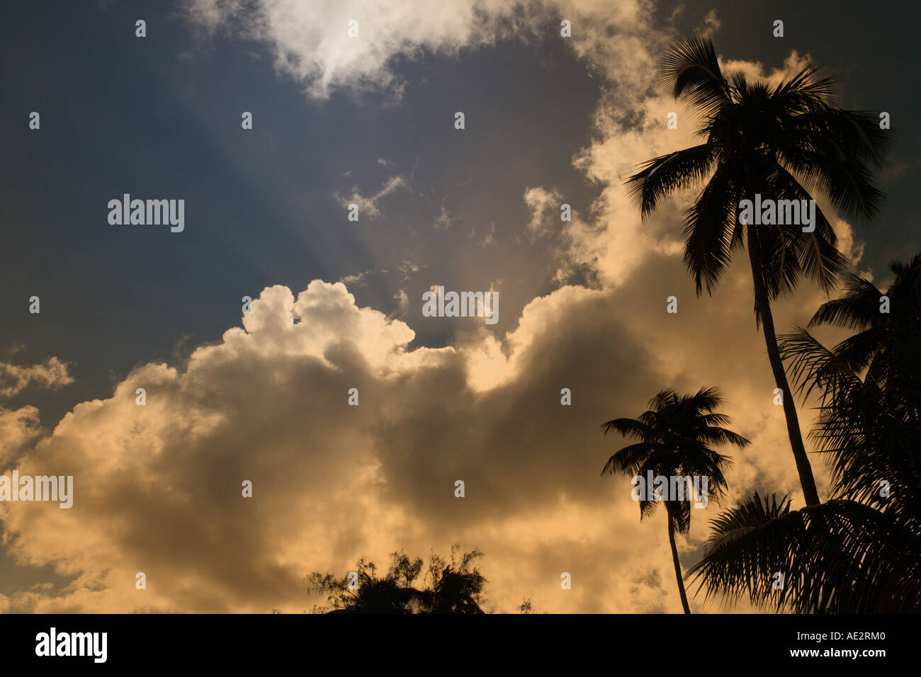 Les nuages de tempête brewing sur palmiers à Aitutaki Lagoon Cook Islands dans le Pacifique Sud Banque D'Images