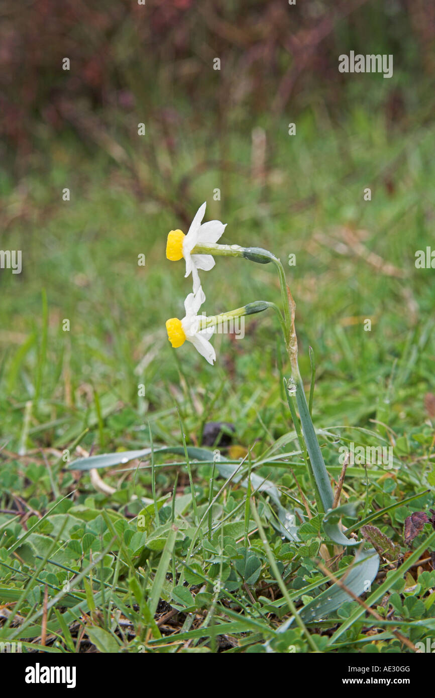 Polyanthus narcissus Narcissus tazetta croissant sur route banque herbeux près de Corte France Banque D'Images