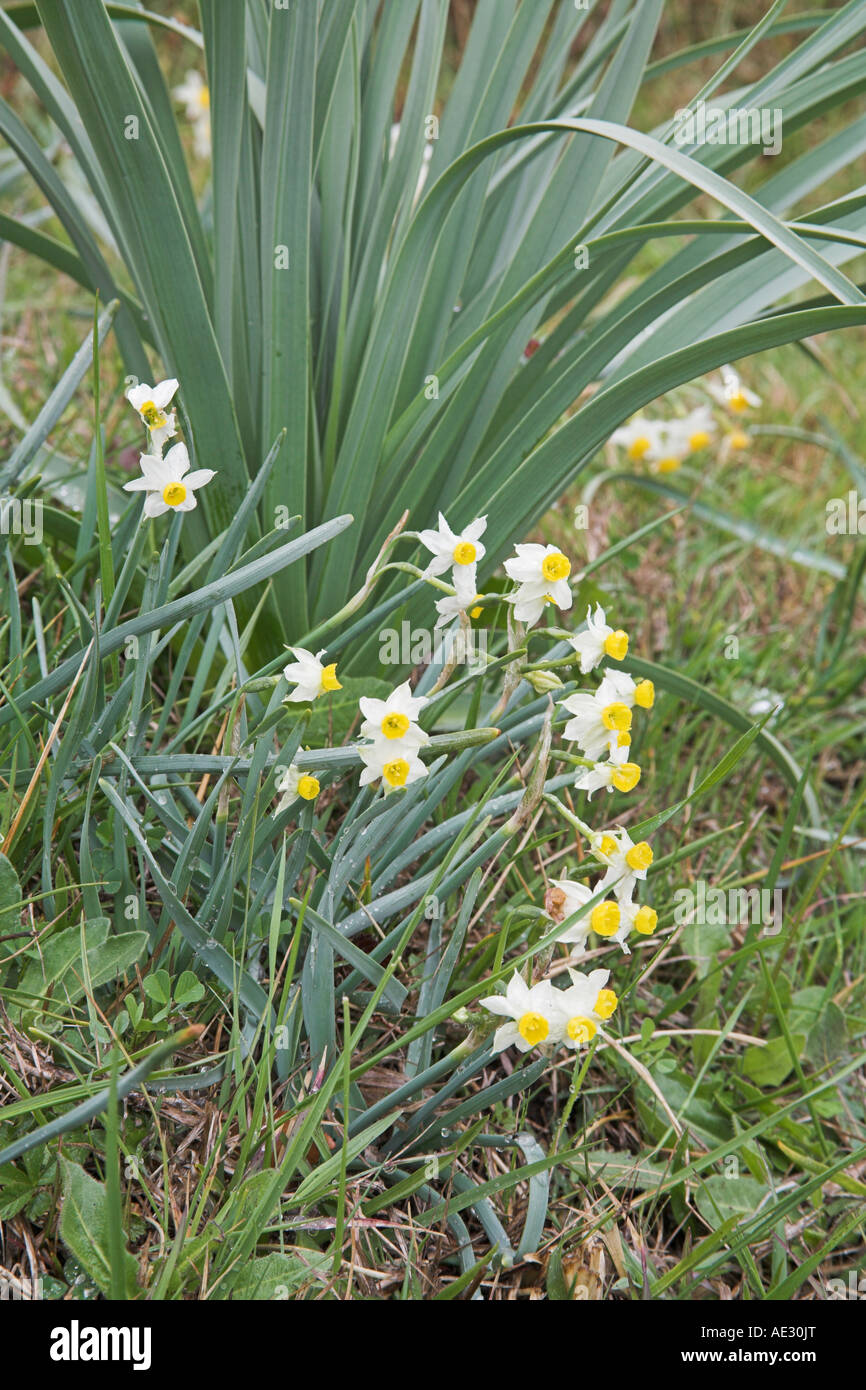 Polyanthus narcissus Narcissus tazetta croissant sur route banque herbeux près de Corte France Banque D'Images