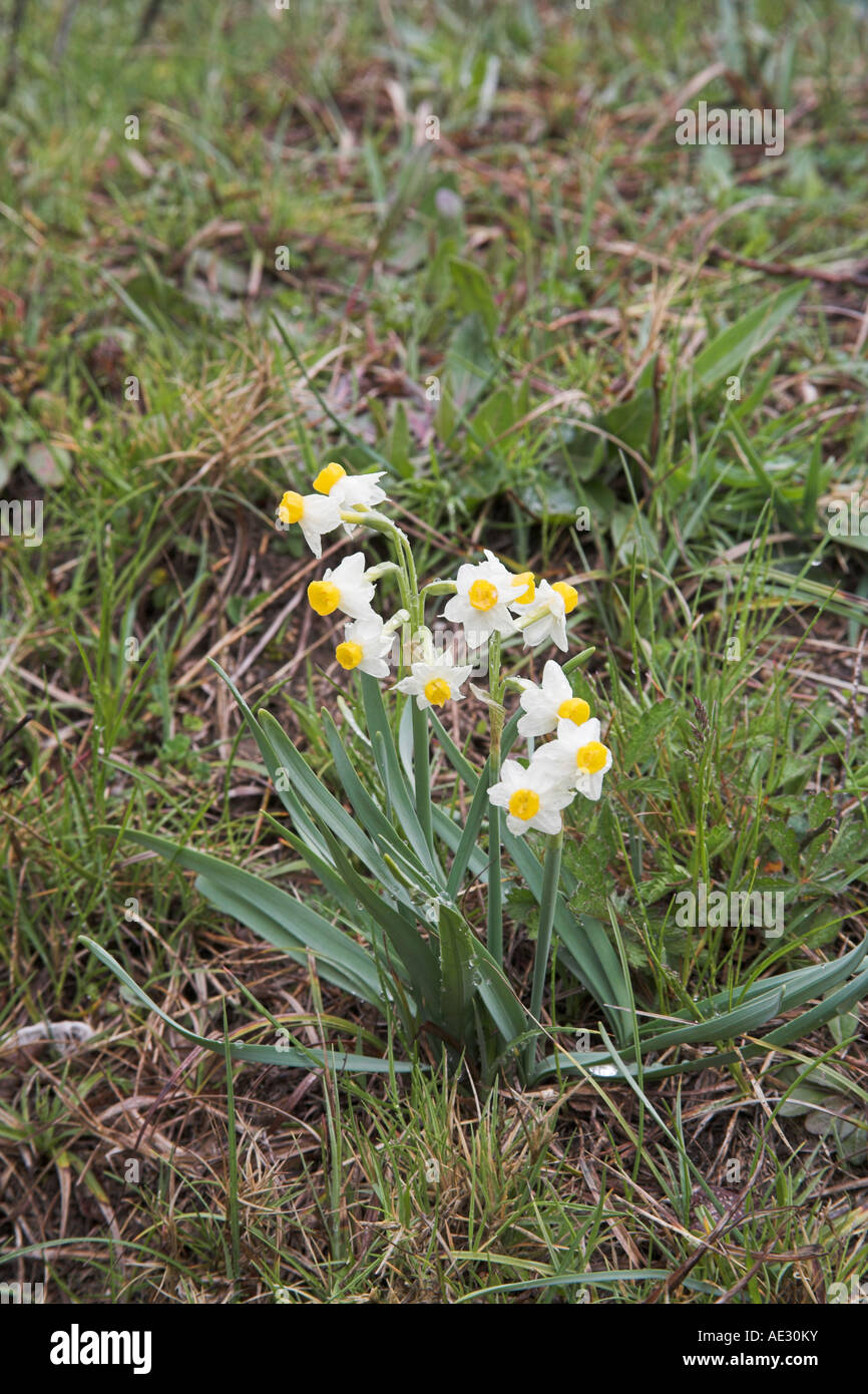 Polyanthus narcissus Narcissus tazetta croissant sur route banque herbeux près de Corte France Banque D'Images