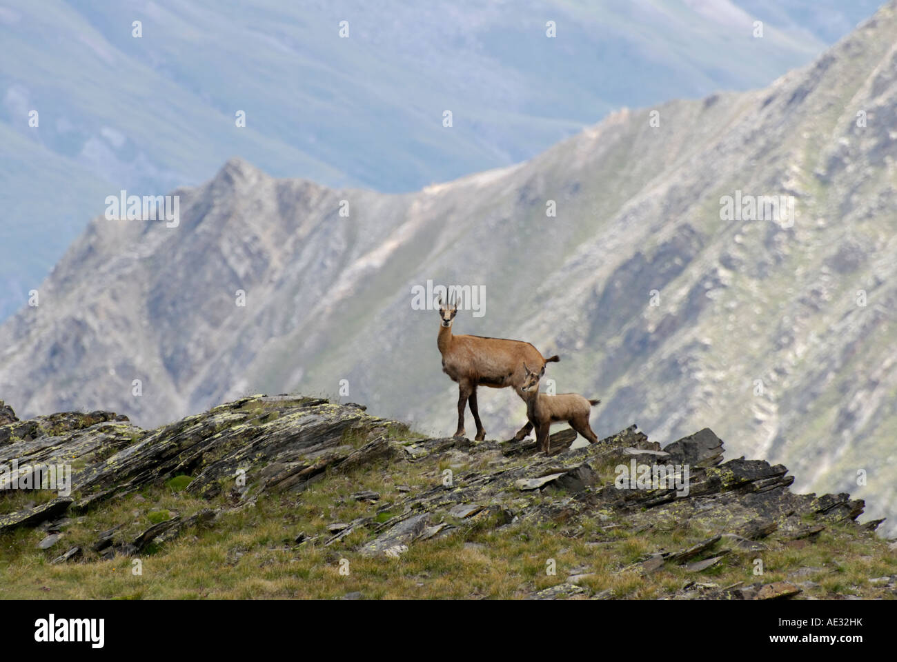 Chamois, Rupicapra rupicapra Banque D'Images