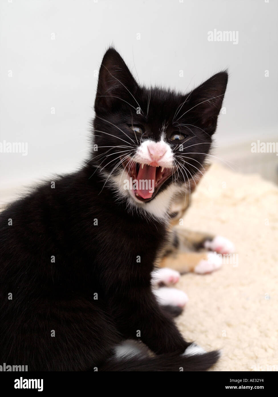 Portrait d'un chaton noir et blanc Meaven Banque D'Images