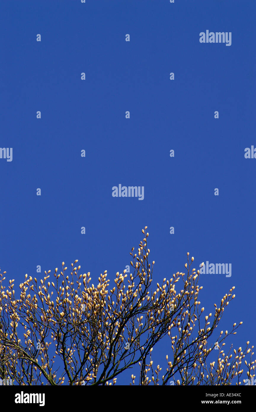 Les bourgeons d'arbres en fleurs Banque D'Images