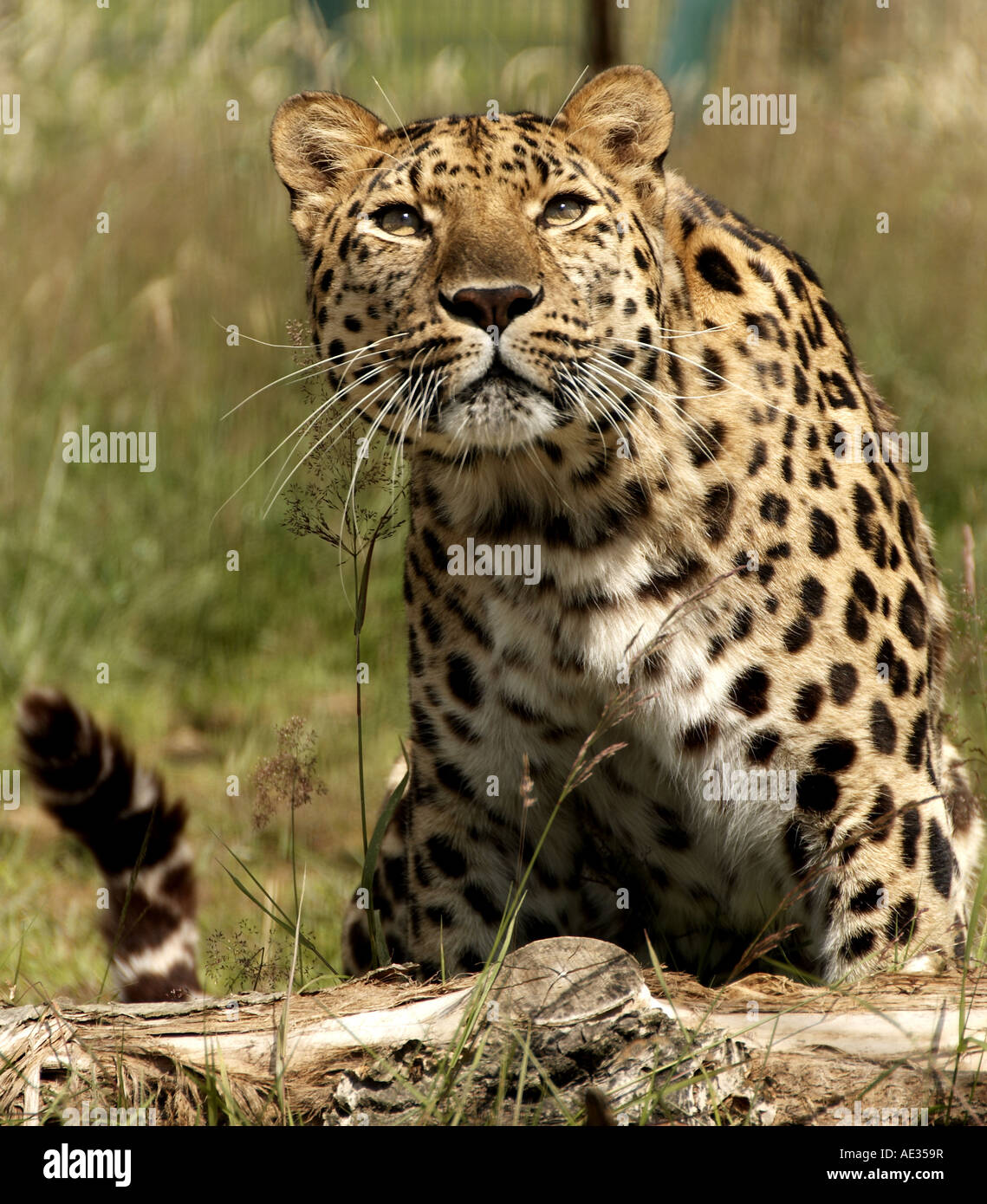 Amur leopard Banque D'Images