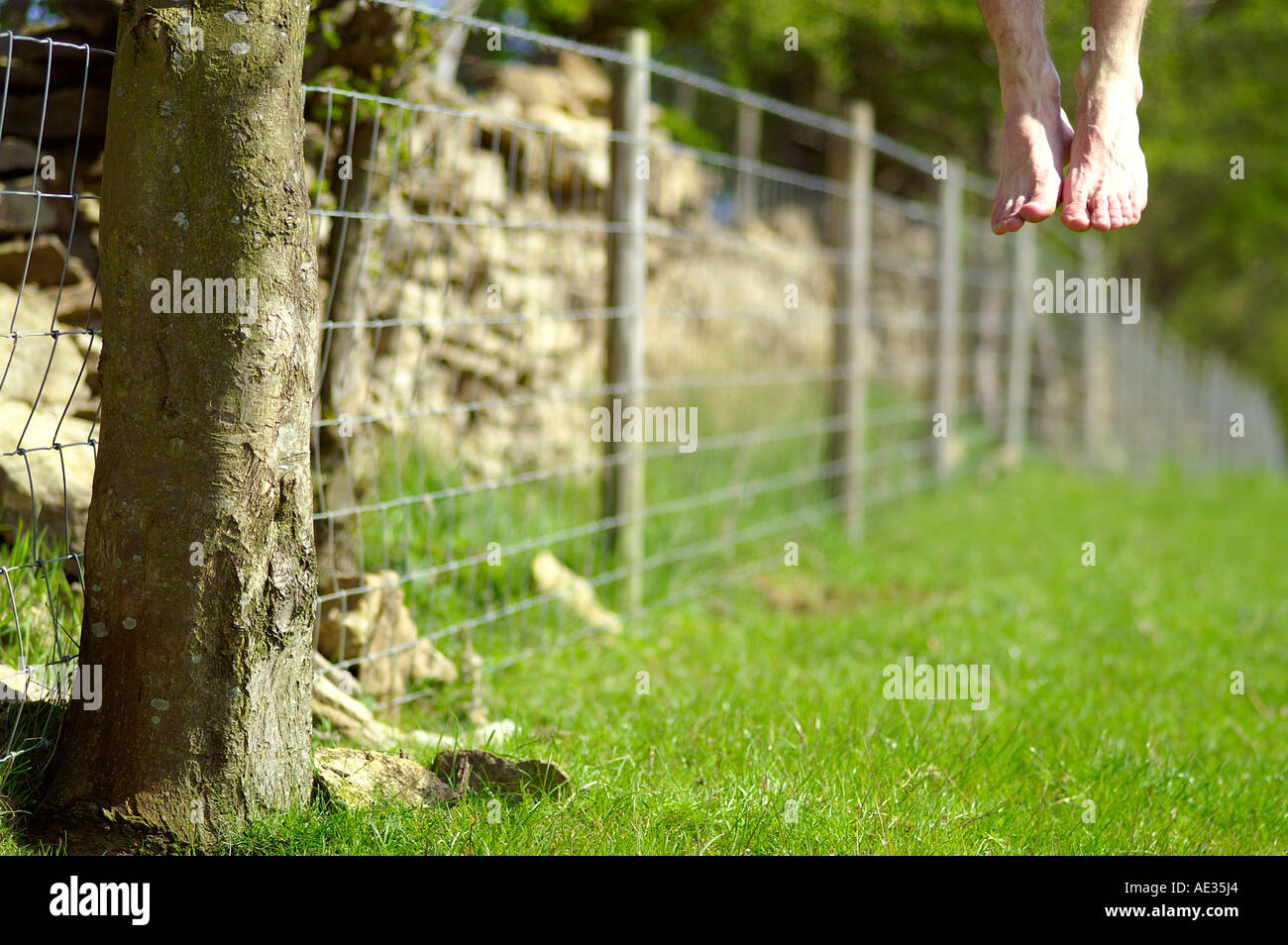 Tronc d'arbre, pendu, barbelés - campagne anglaise Banque D'Images