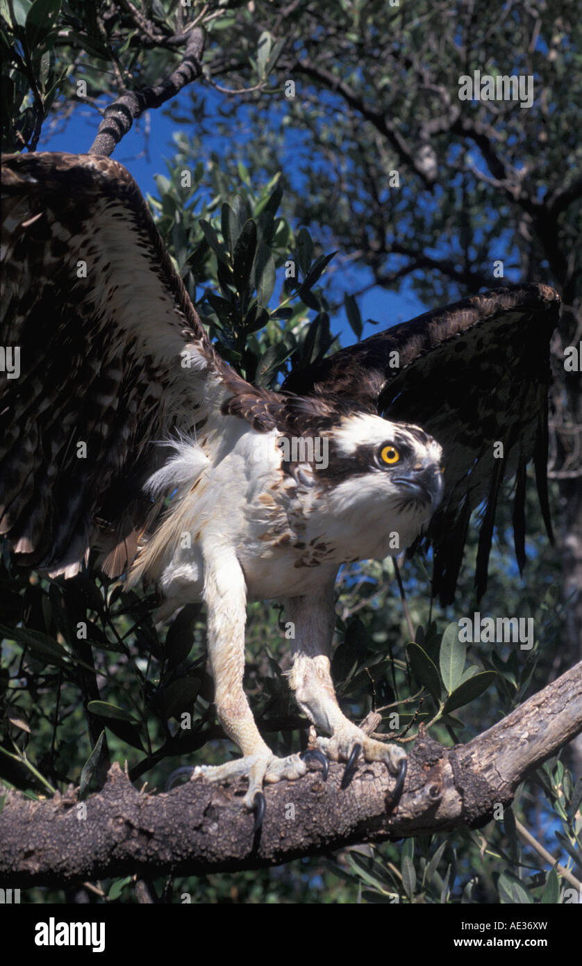 Portrait d'Osprey oiseaux perchés sur les volets de la direction générale de l'œil jaune féroce ailes Banque D'Images