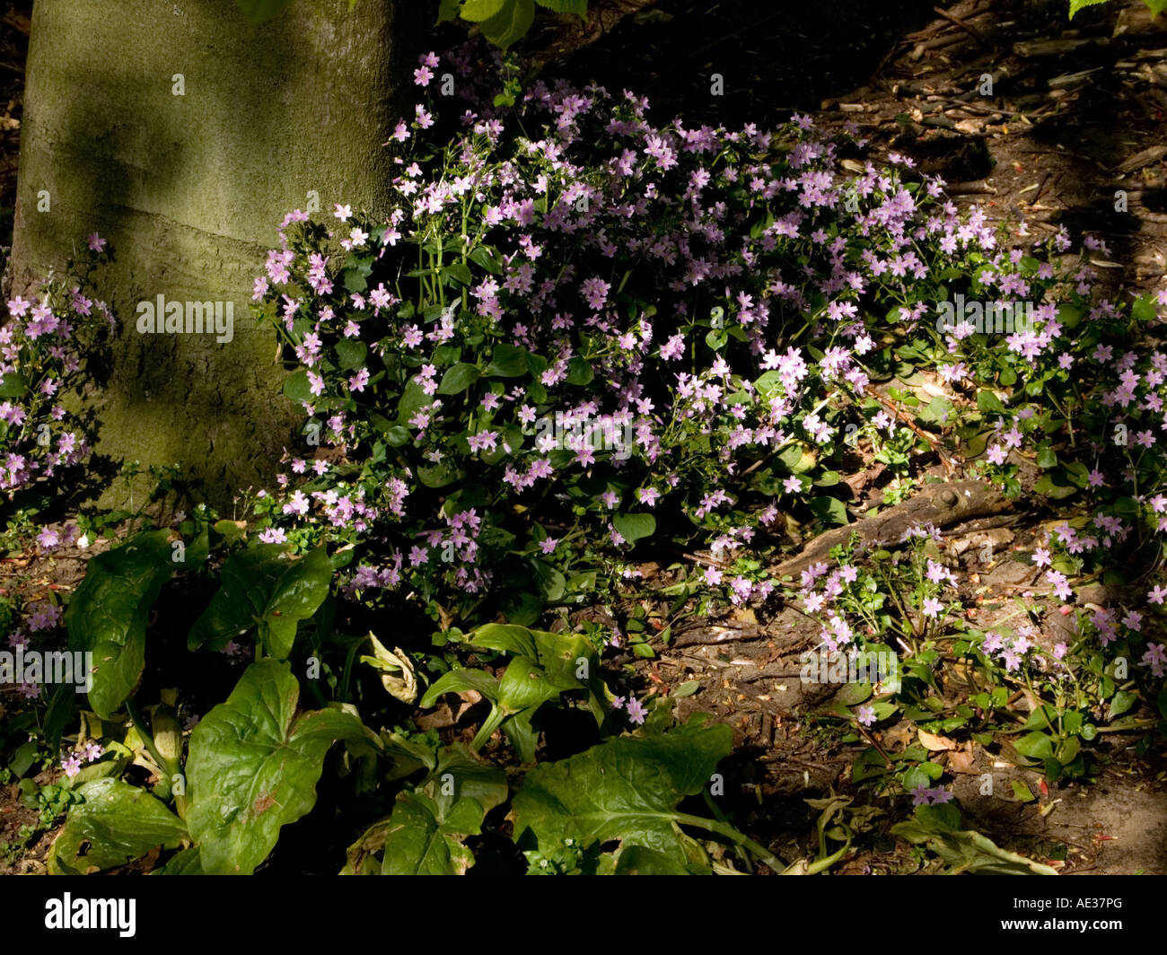 Pourpier rose développe à la base de l'arbre dans un bois Wiltshire, Angleterre Banque D'Images