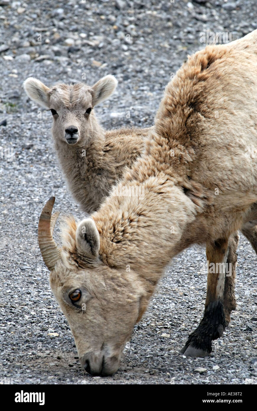 La mère et l'enfant des mouflons Banque D'Images