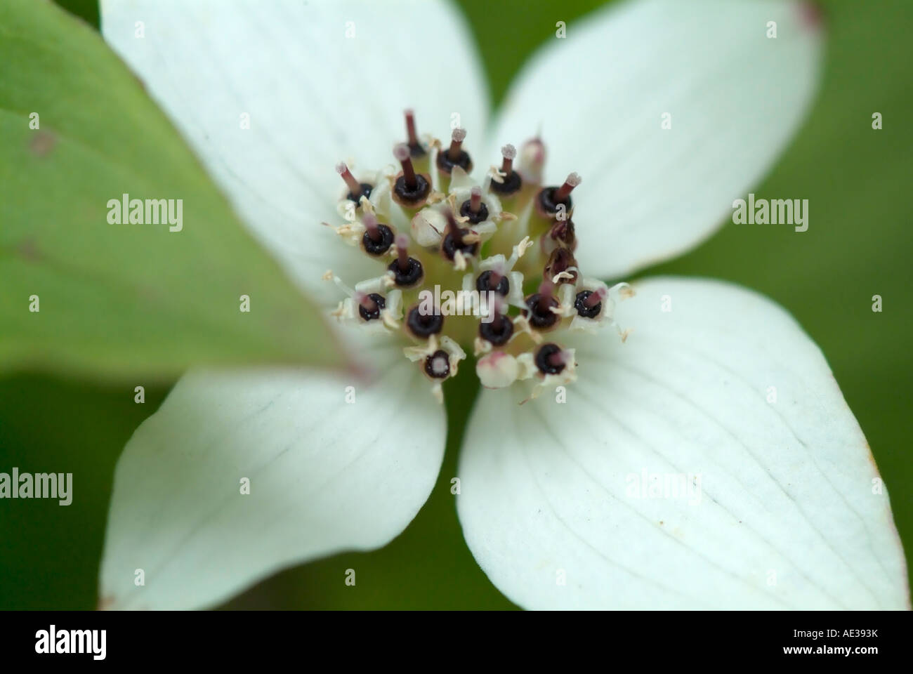 -Le cornouiller du Canada Cornus canadensis cornouiller - Banque D'Images