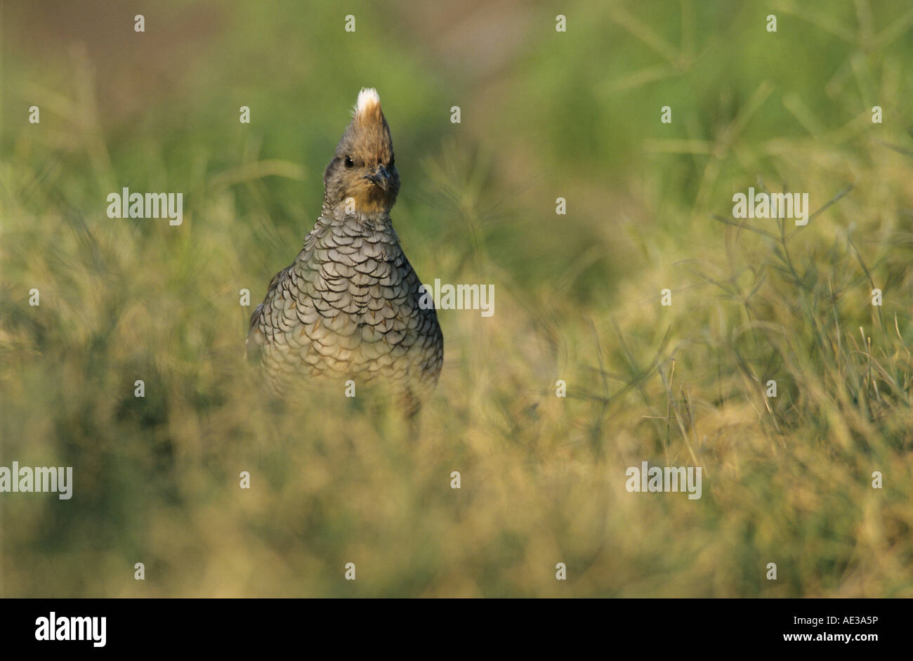 Cailles à l'échelle Callipepla squamata hot Starr County Vallée du Rio Grande au Texas USA Mai 2002 Banque D'Images