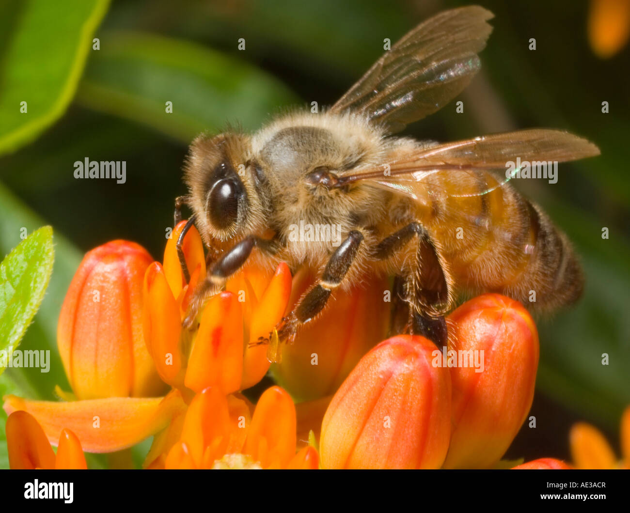 Bee gathering pollen sur fleur Banque D'Images