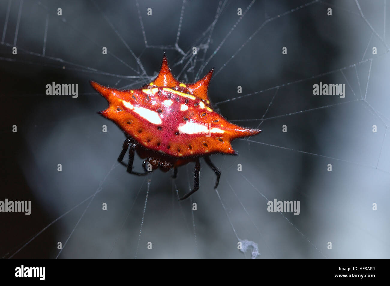 Scarlet Spider kite Gasteracantha sanguinolenta Araneidae femelle dans son site web dans l'Ouganda de la forêt tropicale Banque D'Images