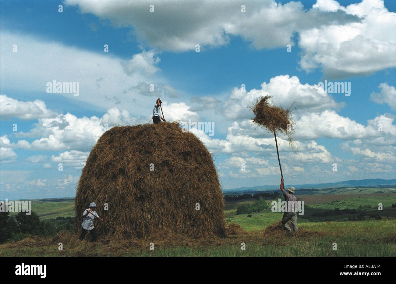 Les agriculteurs passent jusqu'haycocks sur le sommet d'une meule. Altaï. La Sibérie. La Russie Banque D'Images