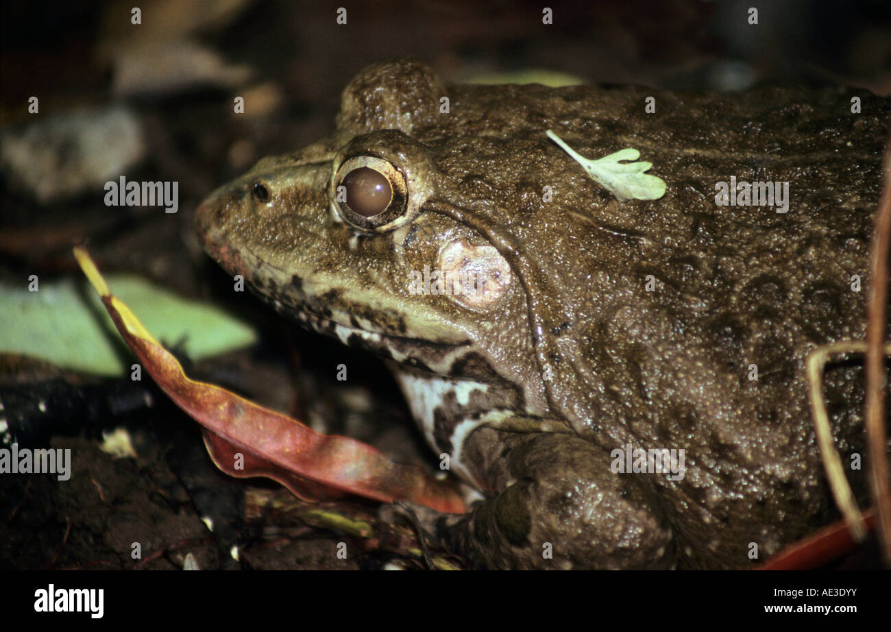 Bull Frog commun vu clairement avec ses yeux exorbités et tympan. Vu à Mumbai. Banque D'Images