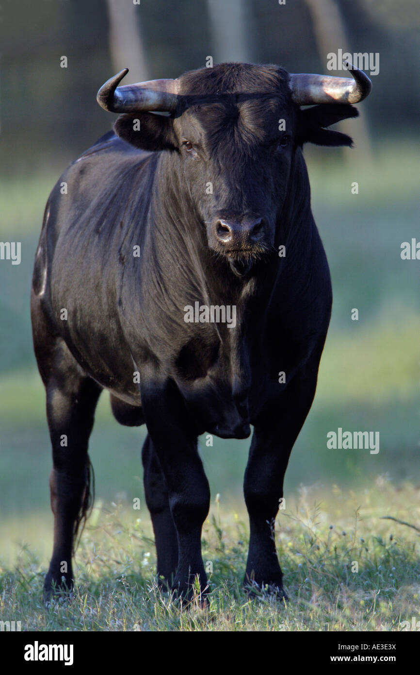 Black Bull fighting (Bos primigenius, Bos taurus) sur un pré Banque D'Images