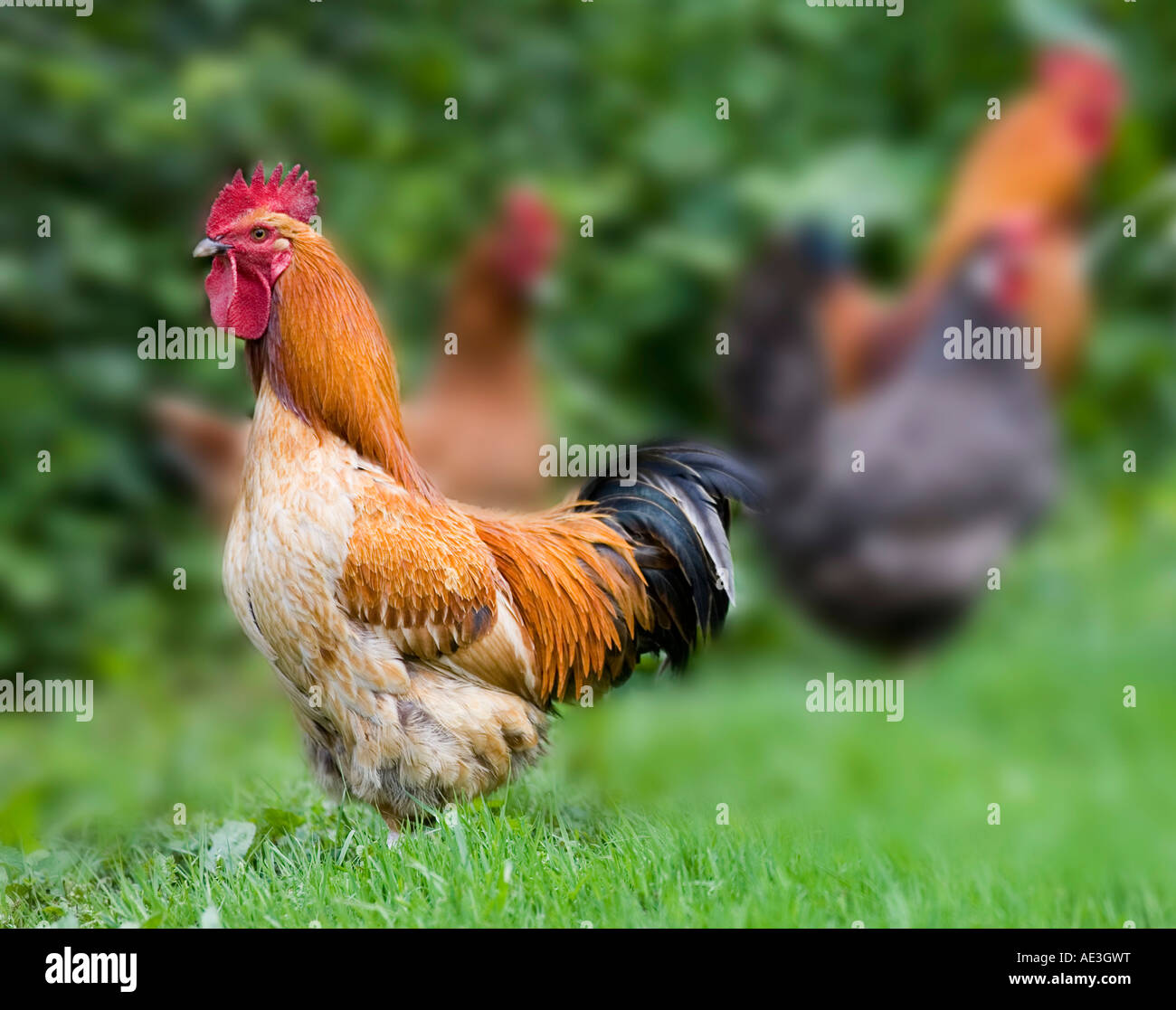 Free Range chicken Banque D'Images