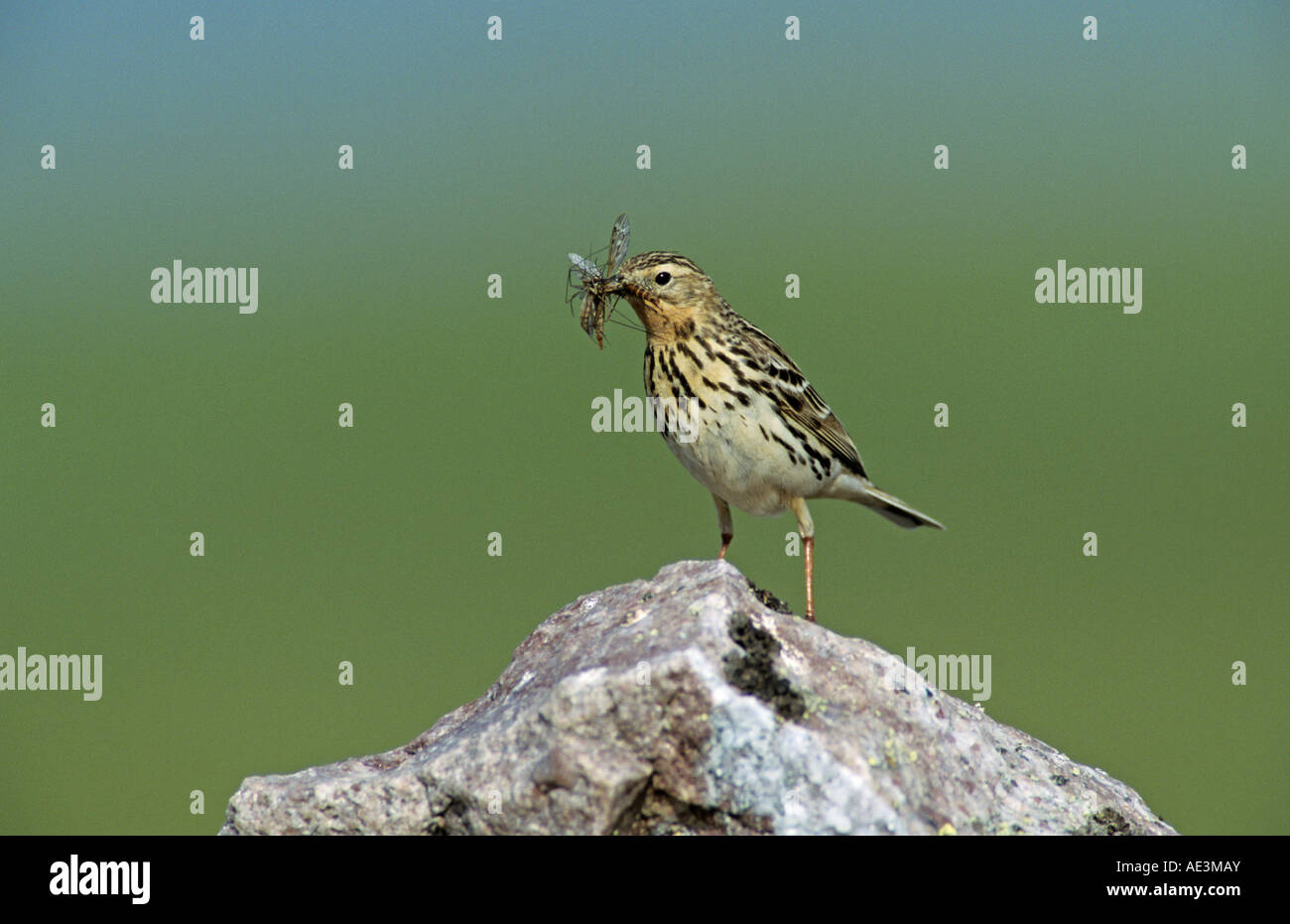 Pipit à gorge rousse Anthus cervinus homme Gednjehogda avec les insectes Norvège Juin 2001 Banque D'Images