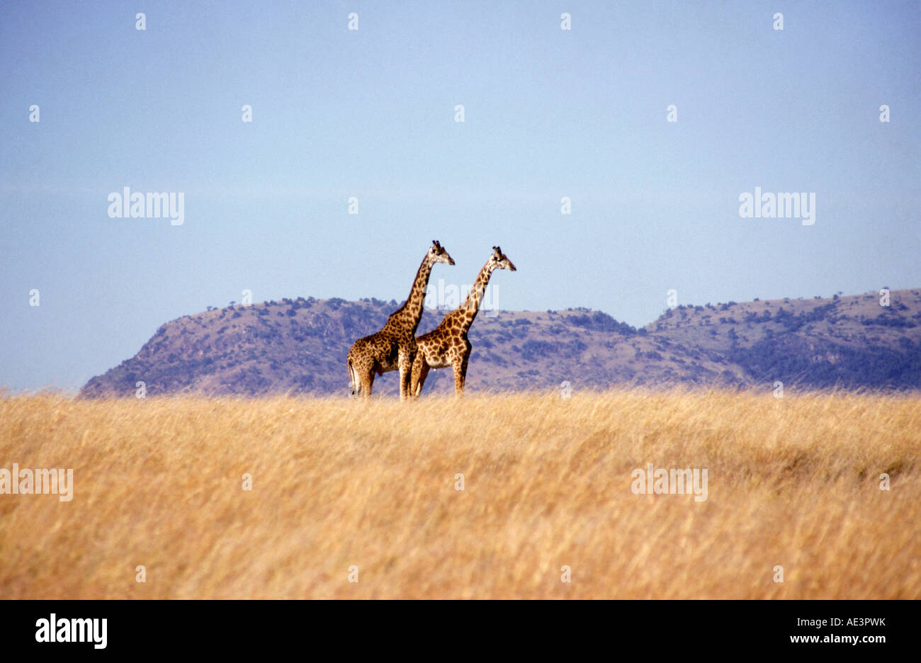 Une paire de girafes Masaï (Giraffa camelopardalis) debout dans la savane herbeuses du Maasai Mara. Banque D'Images