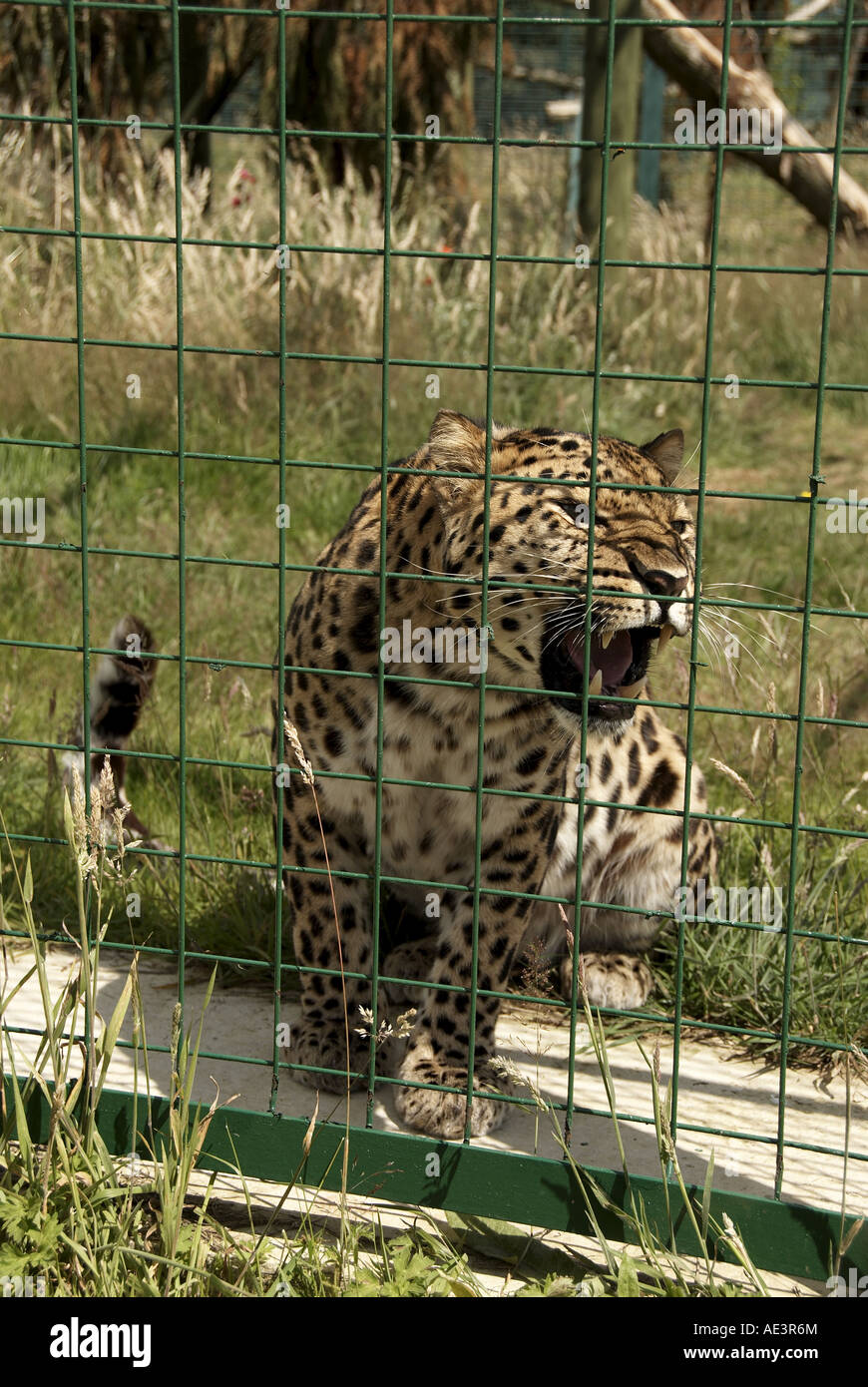 Panthère, Wildlife Heritage Foundation, Kent, UK Banque D'Images