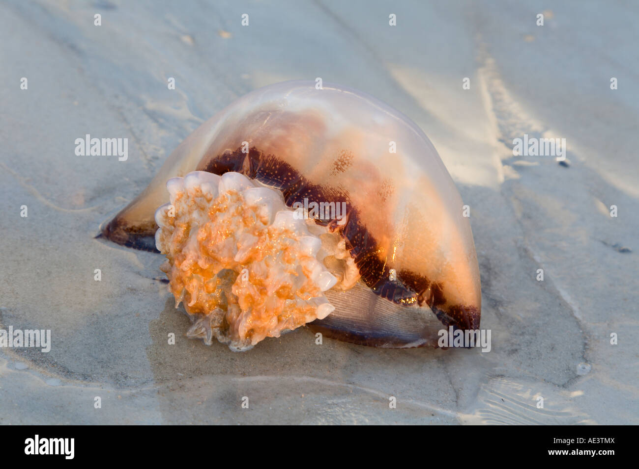 Les méduses échoués sur la plage de l'océan Atlantique à l'Anastasia State Park à Saint Augustine, Floride USA Banque D'Images