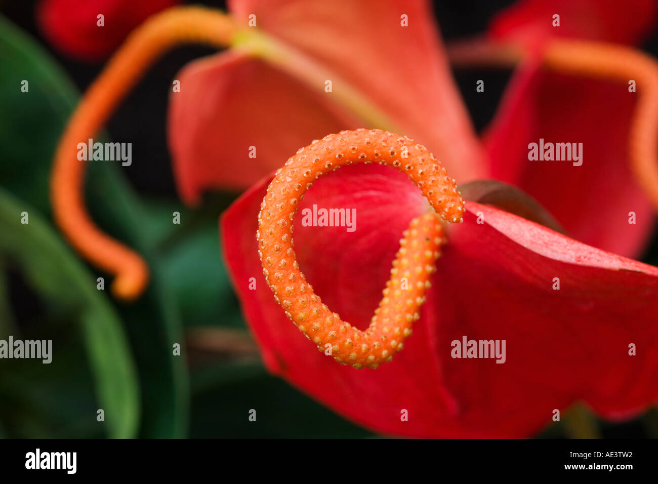 Anthurium famille Araceae arum noms communs Flamingo Flower Fleur Queue Banque D'Images